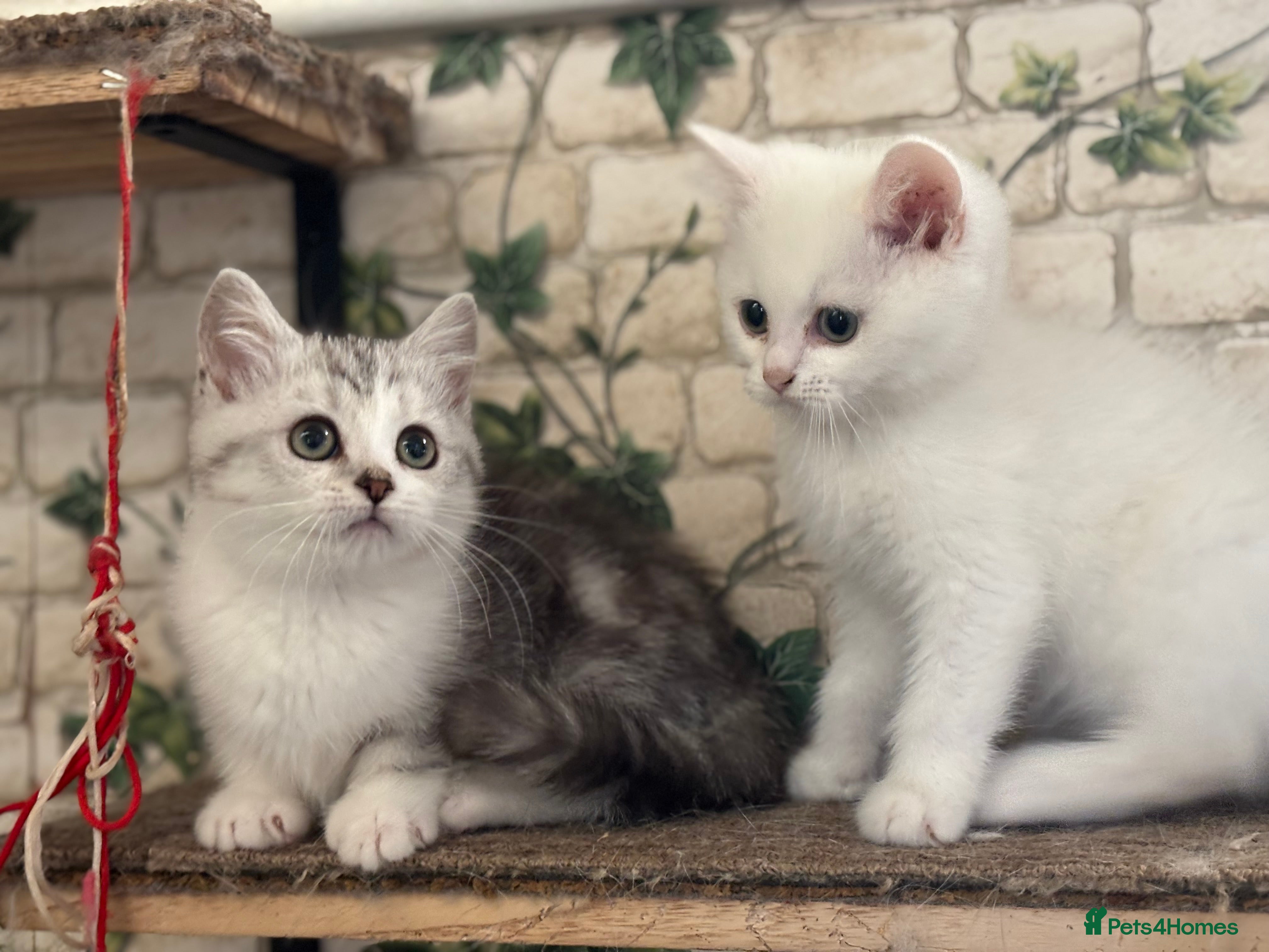 Munchkin cats Full Pedigree Munchkin Kittens  - Advert 1