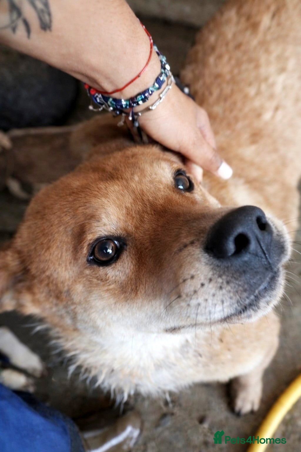 Mixed Breed dogs Kenji 🐾❤️ He Loved First — Now It’s His Turn - Advert 1