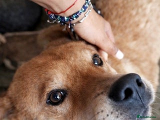 Mixed Breed dogs Kenji 🐾❤️ He Loved First — Now It’s His Turn - Advert 1