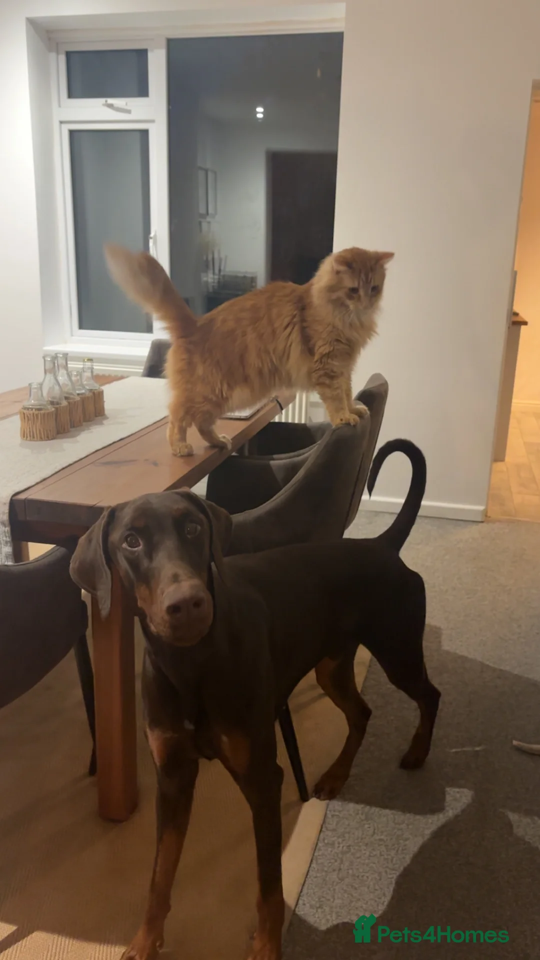 Dobermann dogs for sale: 1 Year Old Doberman Boy - Advert 8