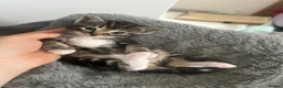 Ragdoll cats for sale: Beautiful Ragdoll Mix Kittens –  Litter Ready Soon in Nottingham - Advert 26