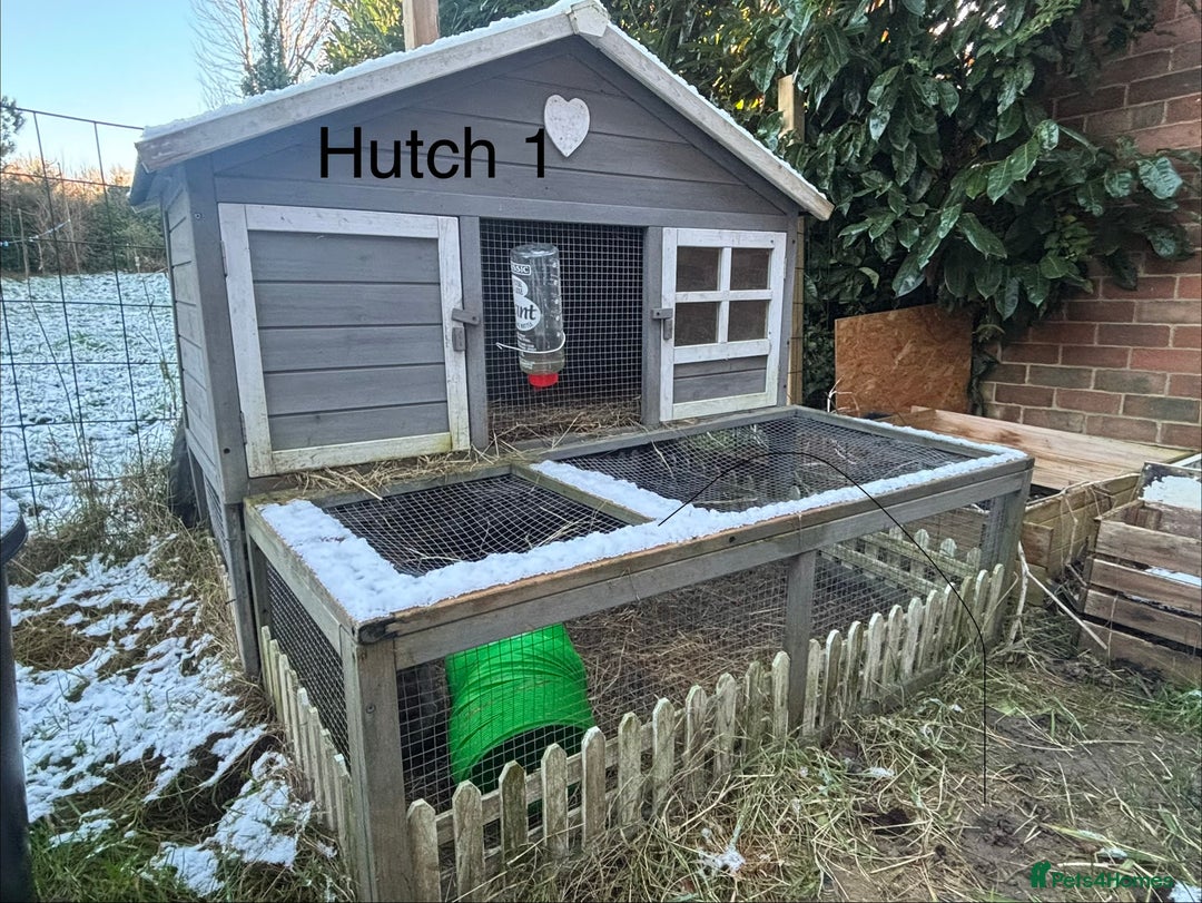 Netherland Dwarf rabbits for sale: Female and male Netherland dwarf  - Advert 8