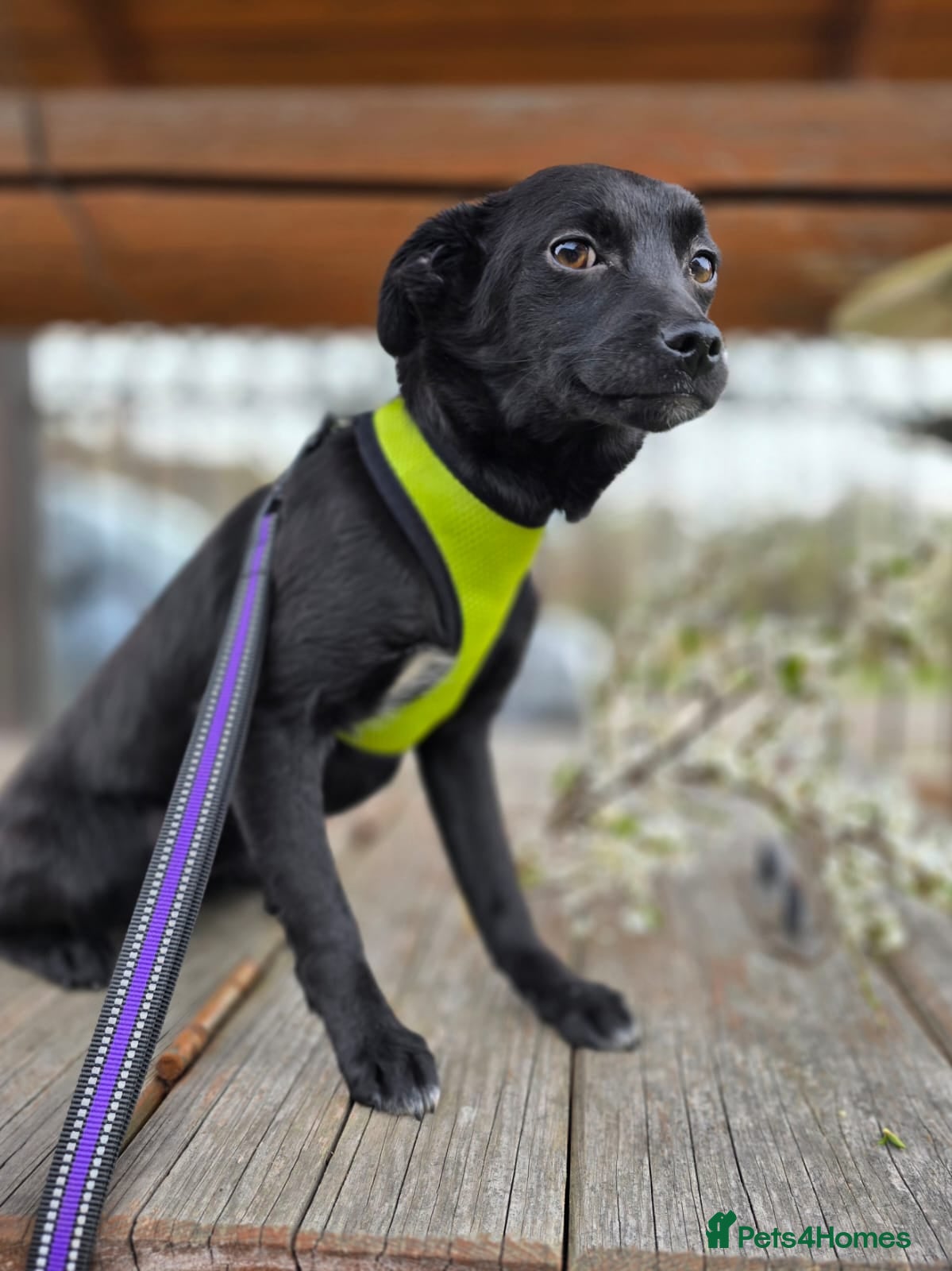 Mixed Breed dogs ❤️🐶 SOLA – A SOFT AND PEACEFUL LITTLE SOUL - Advert 2