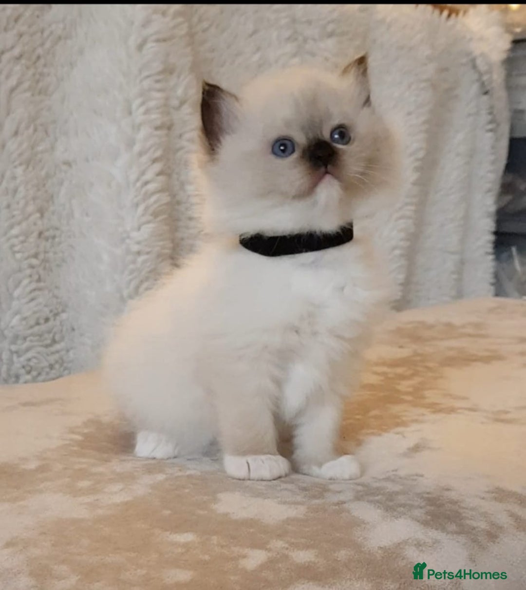 Ragdoll cats for sale: Exceptional Bloodlines Ragdoll kittens  - Advert 3