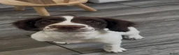 English Springer Spaniel dogs for sale: KC Registered 16 week old springer spaniel - Advert 1