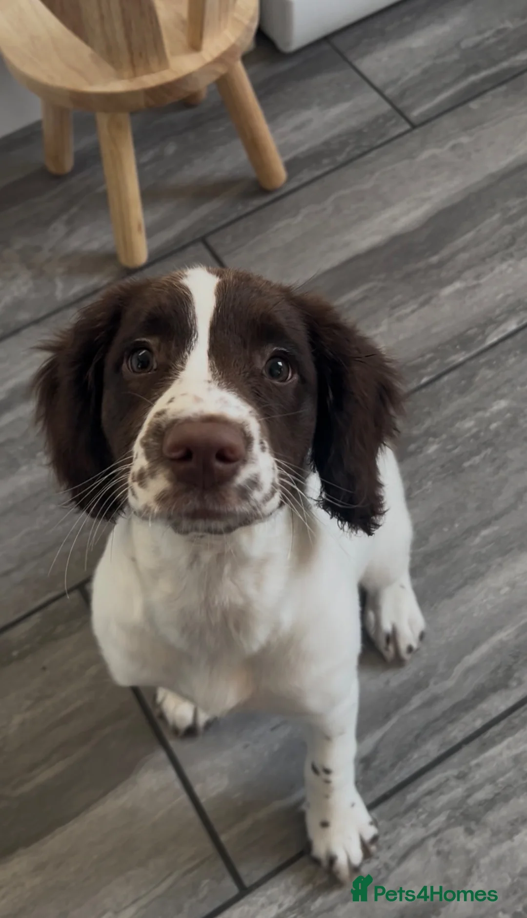English Springer Spaniel dogs for sale: KC Registered 16 week old springer spaniel - Advert 1