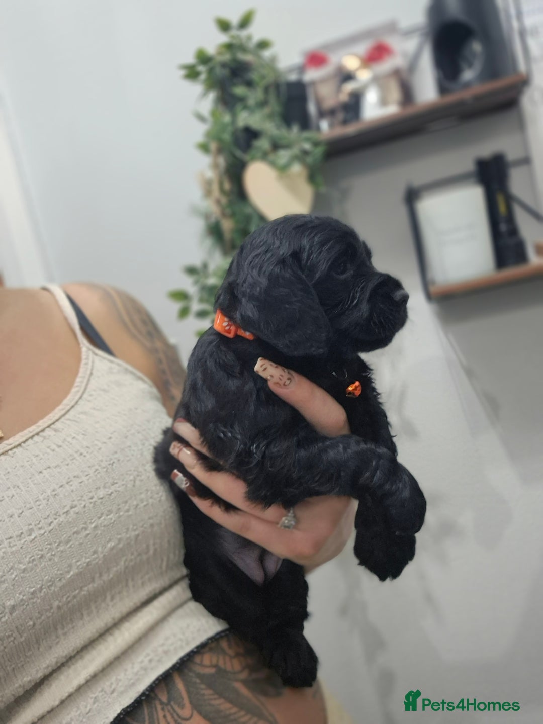 Cocker Spaniel dogs for sale: Working cocker pups - Advert 12