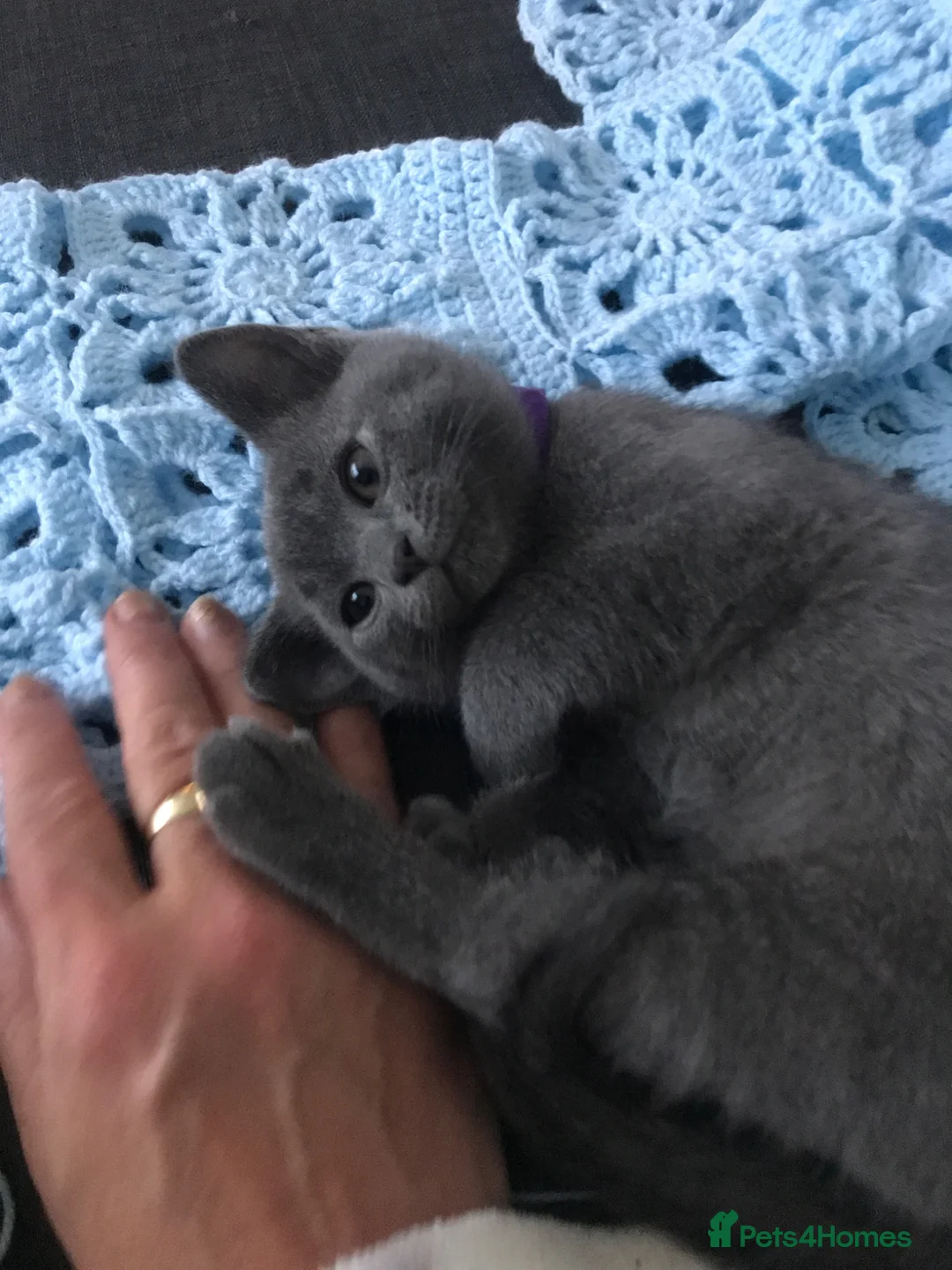 British Shorthair cats for sale: Little boys  - Advert 15