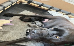 Cane Corso dogs for sale: READY REDUCED CANE CORSO - Image 15