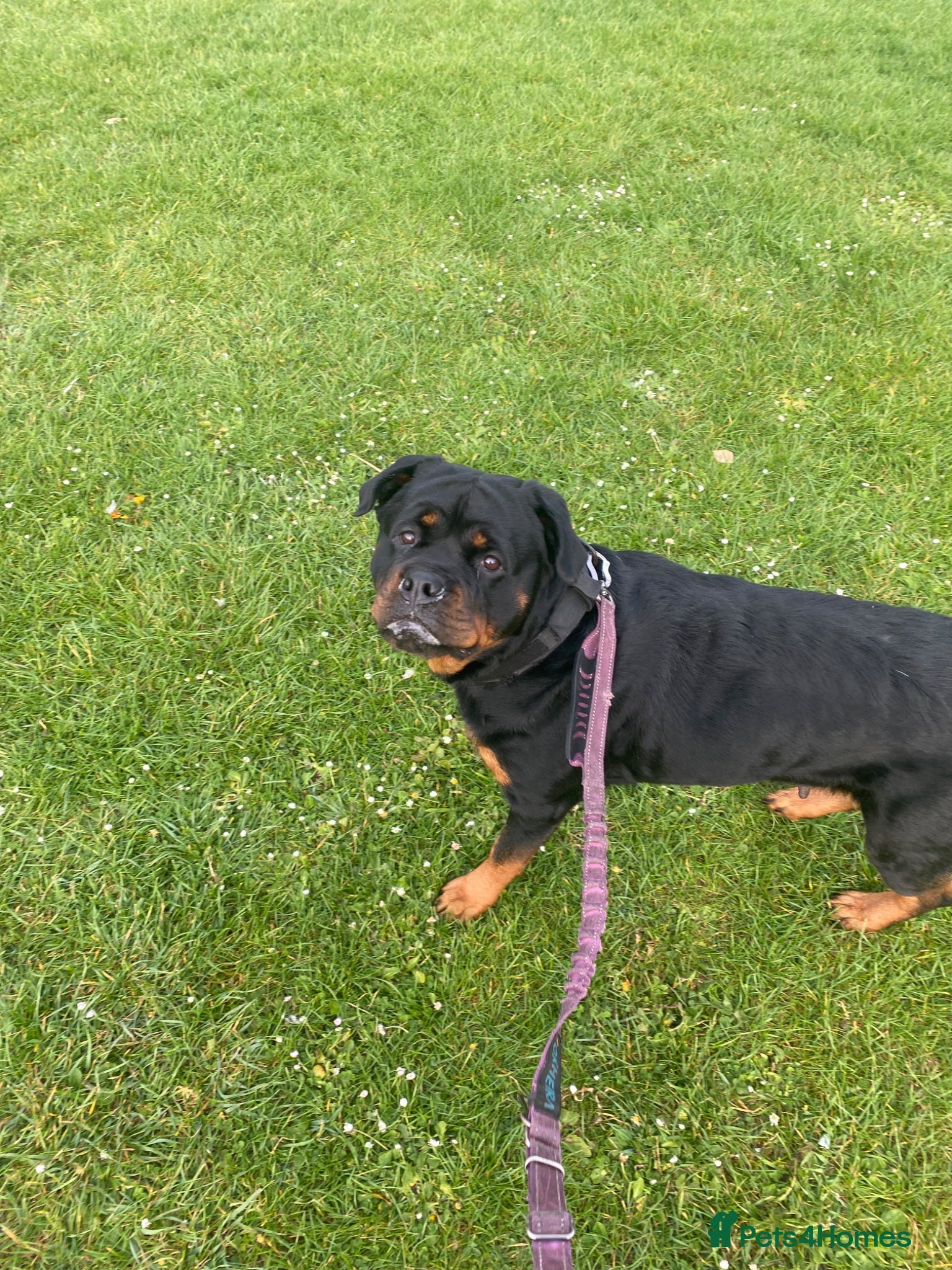 Rottweiler dogs Kc registered 2 years old female Rottweiler - Advert 7