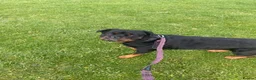 Rottweiler dogs for sale: Kc registered 2 years old female Rottweiler in Luton - Advert 5