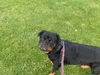 Rottweiler dogs Kc registered 2 years old female Rottweiler - Advert 7