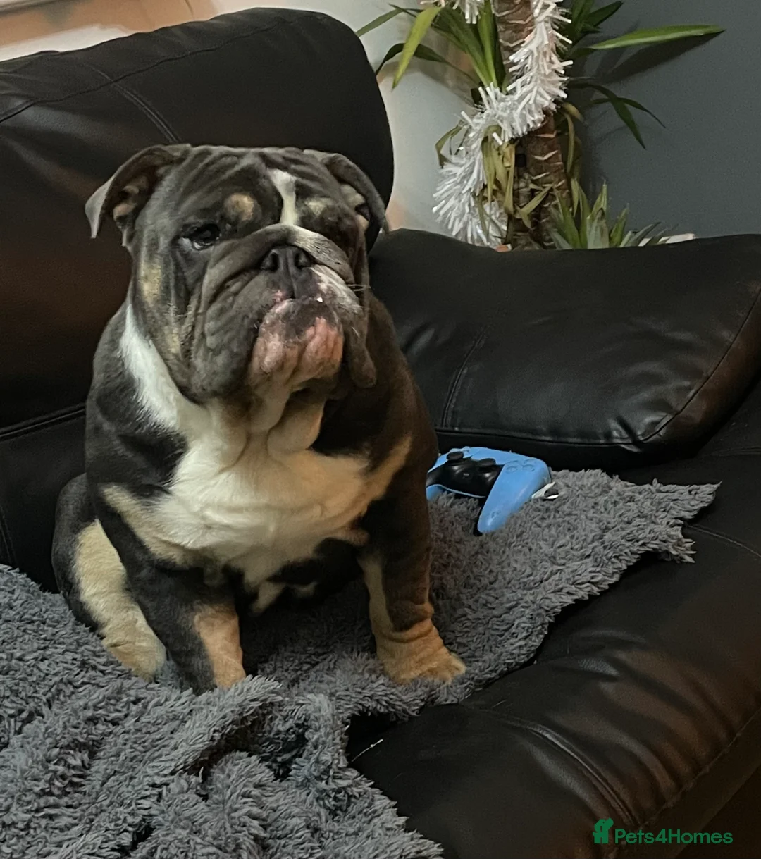 English Bulldog dogs for sale: British Bulldog for a loving home. - Advert 1