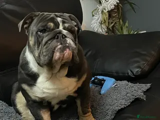English Bulldog dogs British Bulldog for a loving home. - Advert 20