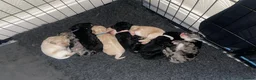 Mixed Breed dogs for sale: Beautiful Cavapoochon x cockapoo Puppies  - Advert 30