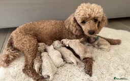Miniature Poodle dogs for sale: Bred for temperament , health and quality. - Image 1