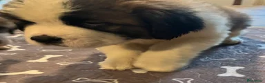 Saint Bernard 1