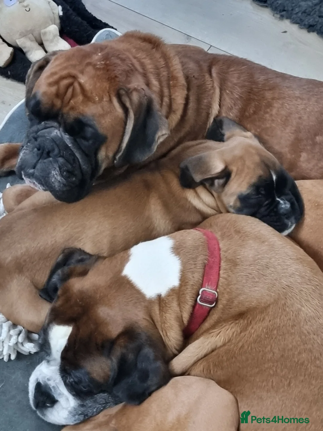 Boxer dogs for sale: Last remaining pup! - Advert 2