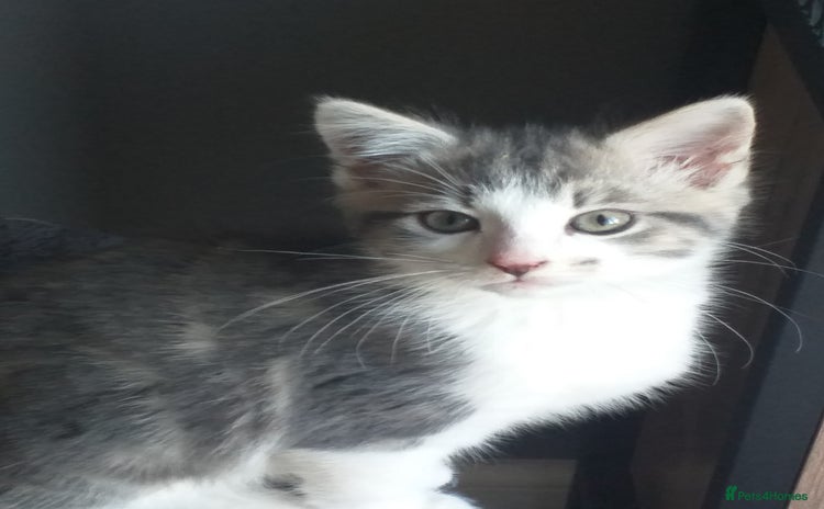 Maine Coon cats - Advert 13