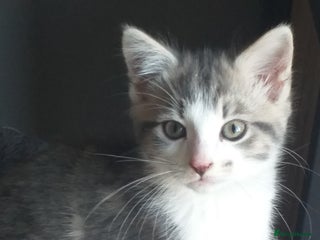 Maine Coon cats - Advert 13