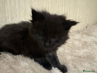 Maine Coon cats Maine Coon Type Kittens — Fluffy, Friendly - Advert 11