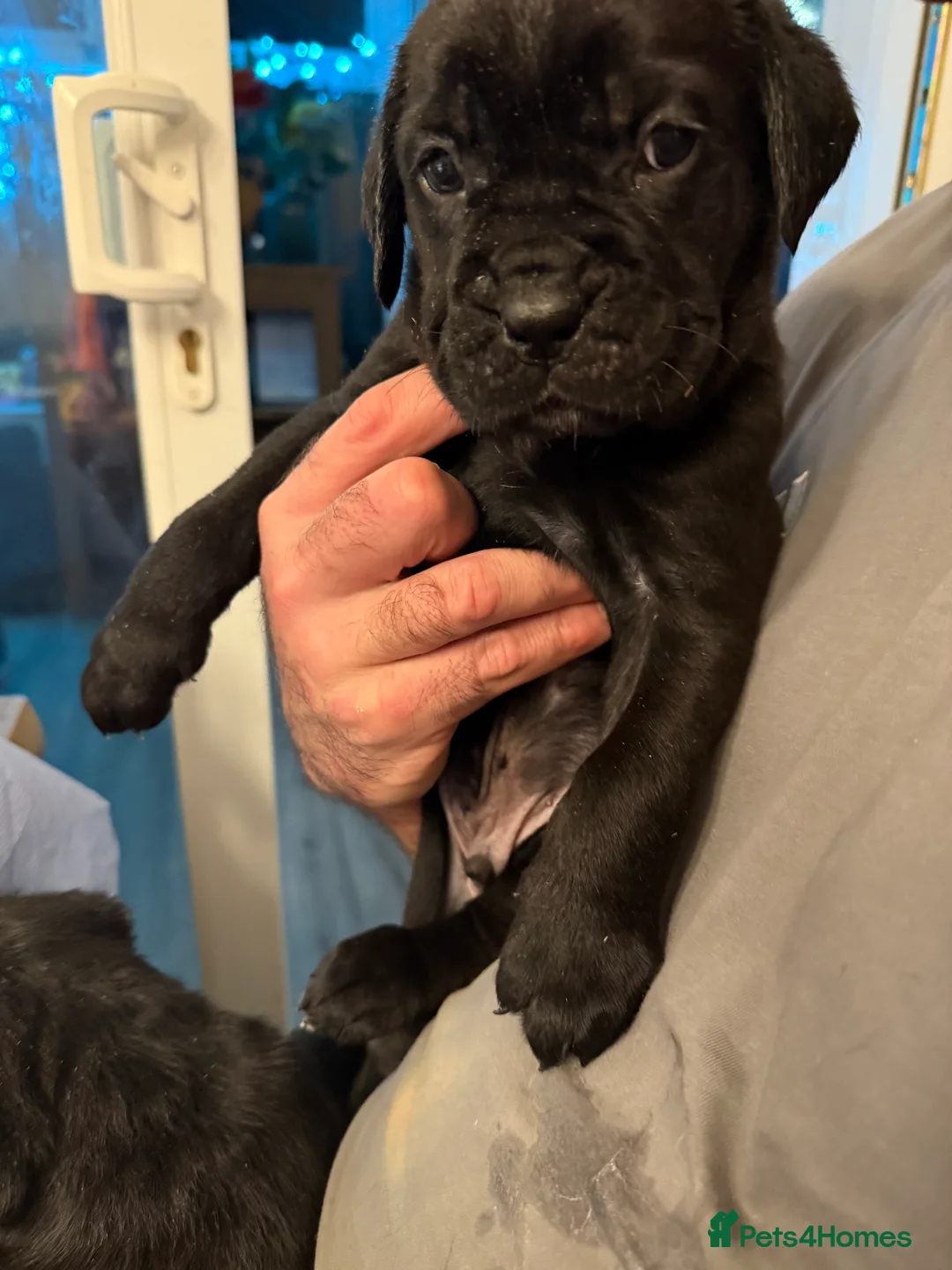 Cane Corso dogs for sale: Mr A Hendy - Advert 6