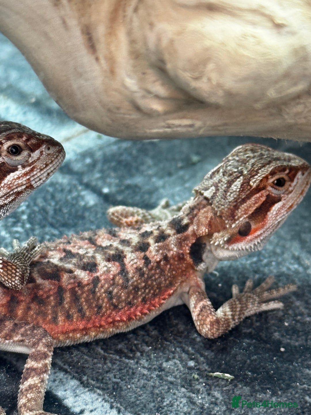 Bearded Dragon reptiles for sale: Red Monster x G-Stripe Dunner Baby Bearded Dragons - Image 4