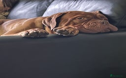 Dogue De Bordeaux dogs for stud: Dogue de Bordeaux For stud Enzo  - Image 17