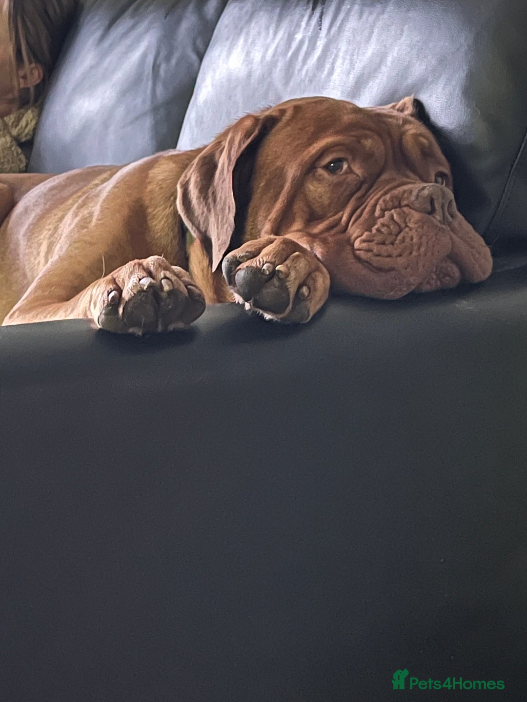 Dogue De Bordeaux dogs for stud: Dogue de Bordeaux For stud Enzo  - Image 17