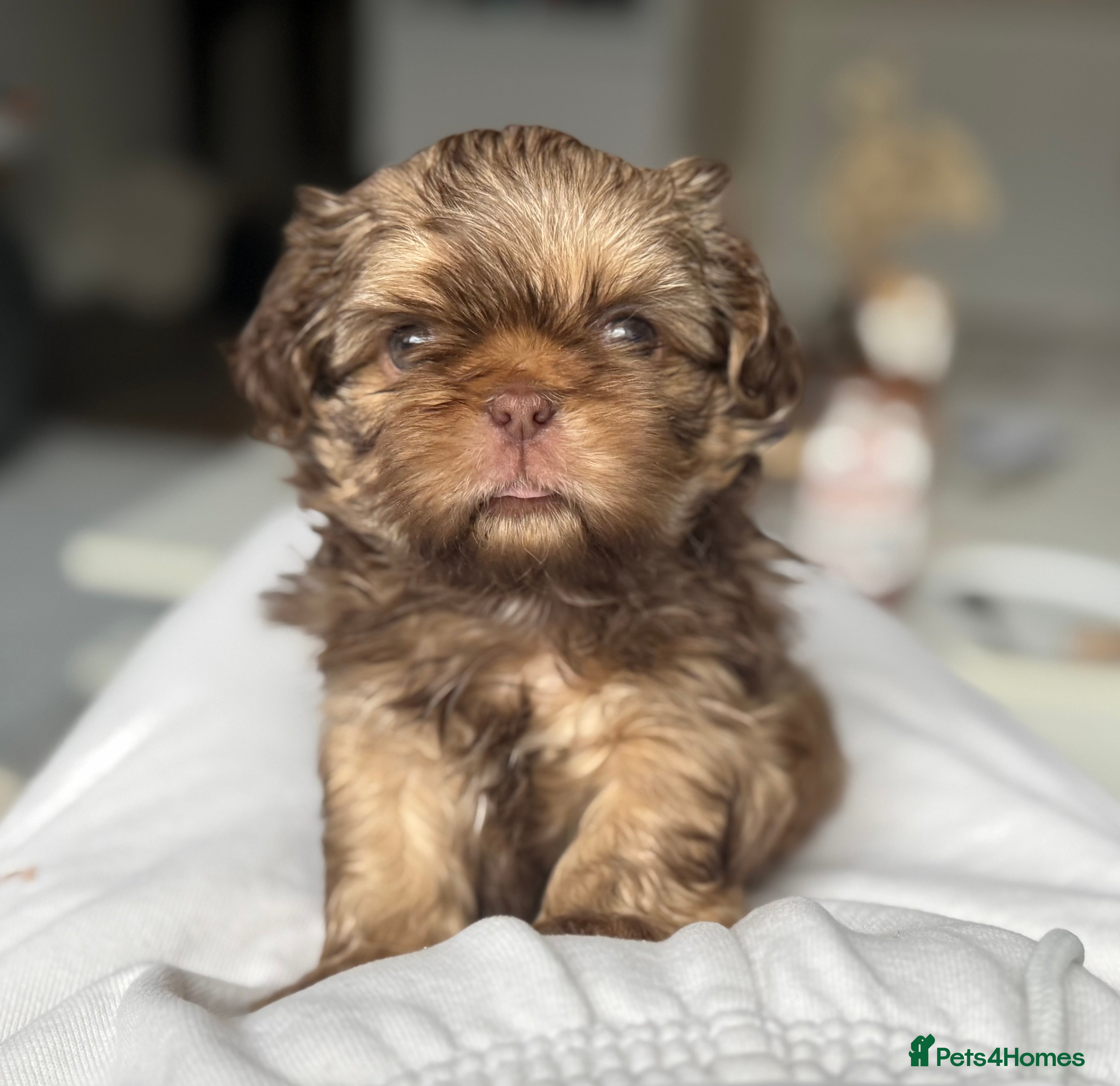 Shih Tzu dogs Shih tzu  - Advert 4