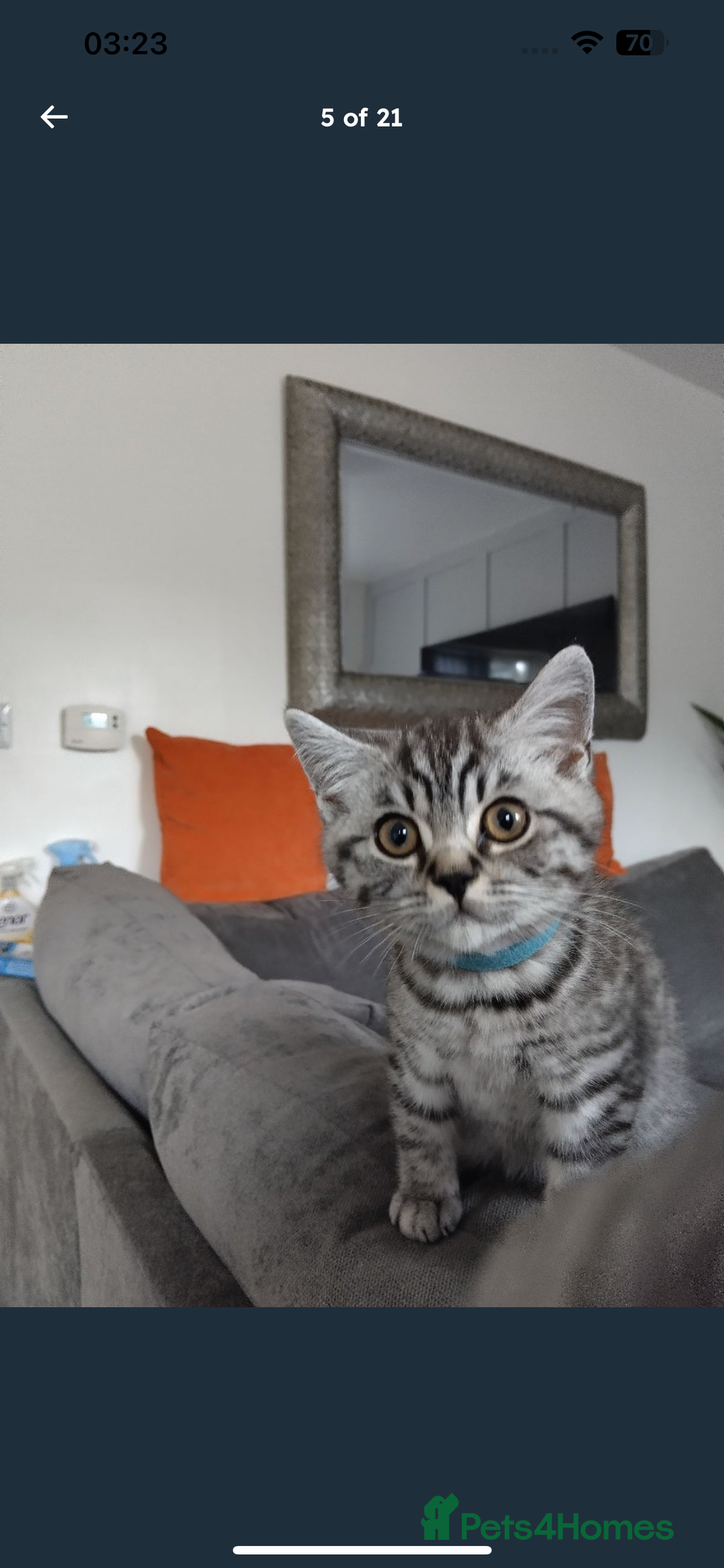 British Shorthair cats for sale: BSH Male Tripod Kitten  - Image 15