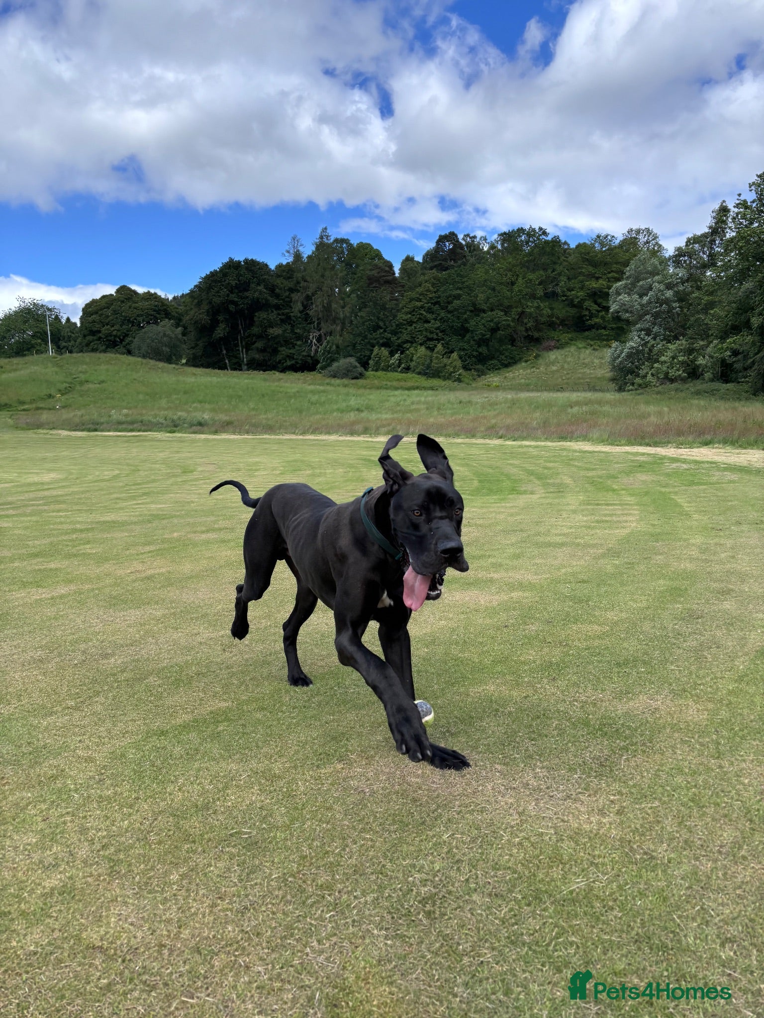 Great Dane dogs Proven KC Registered Great Dane for Stud - Advert 8