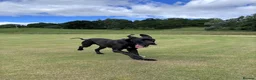 Great Dane dogs for stud: Proven KC Registered Great Dane for Stud - Advert 1