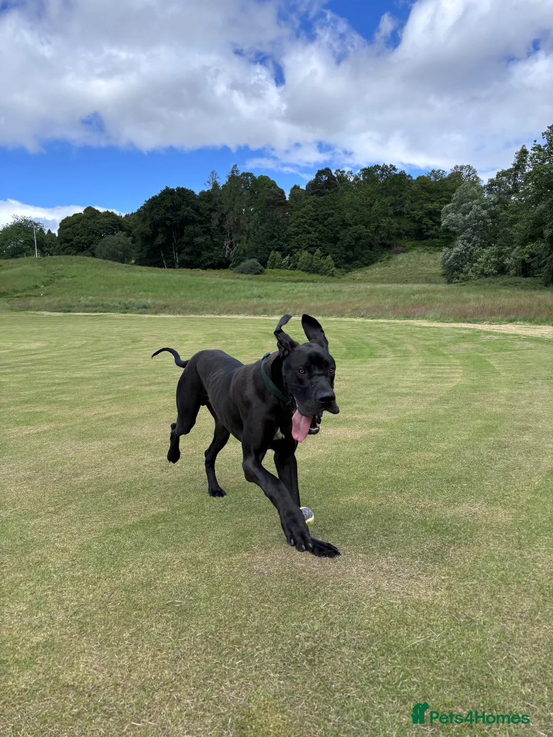 Great Dane dogs for stud: Proven KC Registered Great Dane for Stud - Advert 1