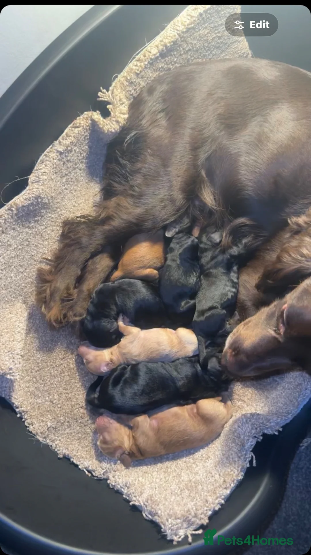 Cockapoo dogs for sale: 7 mini cockapoo puppies looking for there new home in Bradford - Advert 1