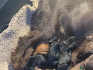 Cockapoo dogs 7 mini cockapoo puppies looking for there new home - Advert 1