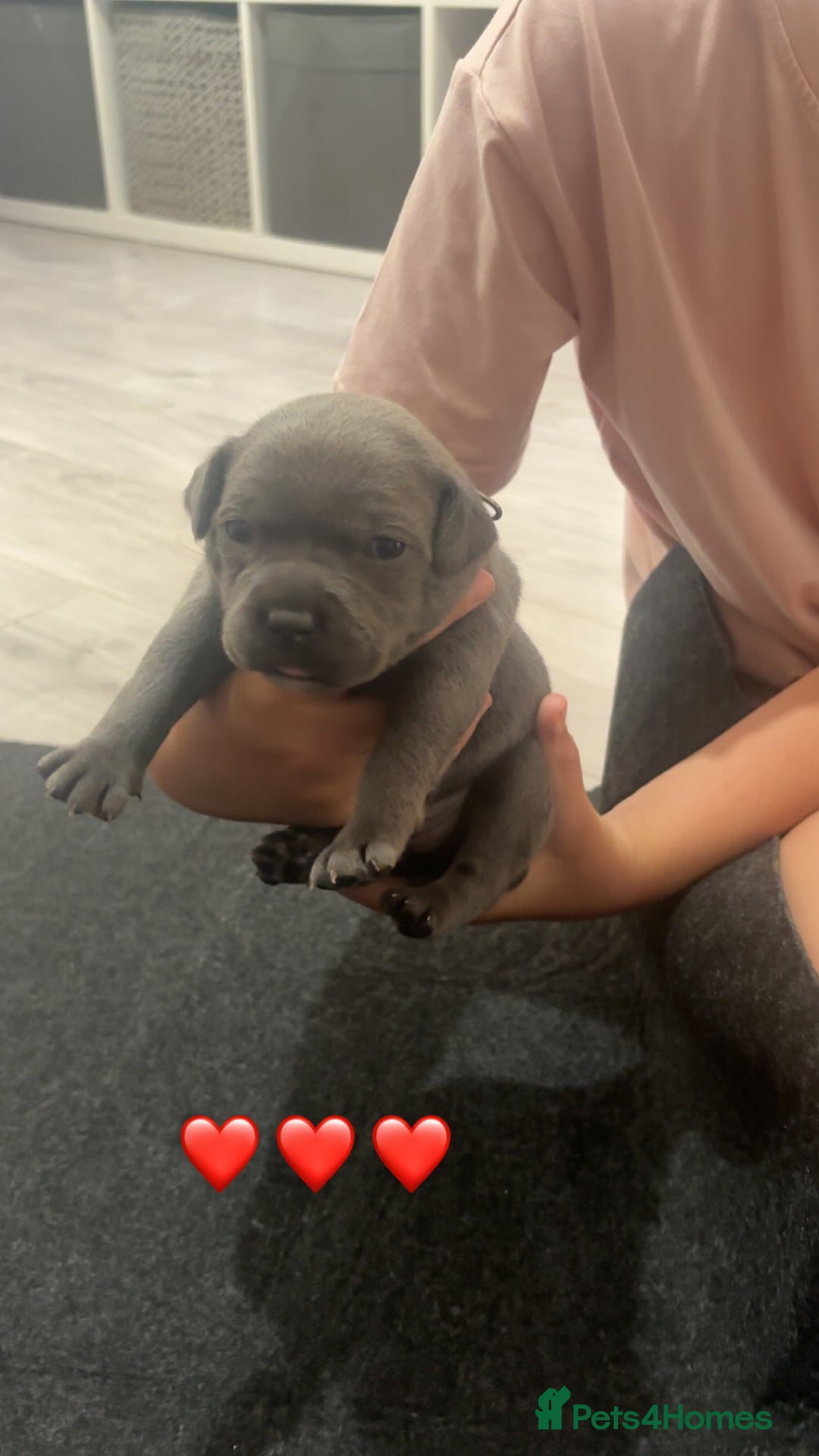 Staffordshire Bull Terrier dogs for sale: Piro daughter & Pharon (Bullscaff) pups for sale - Image 9
