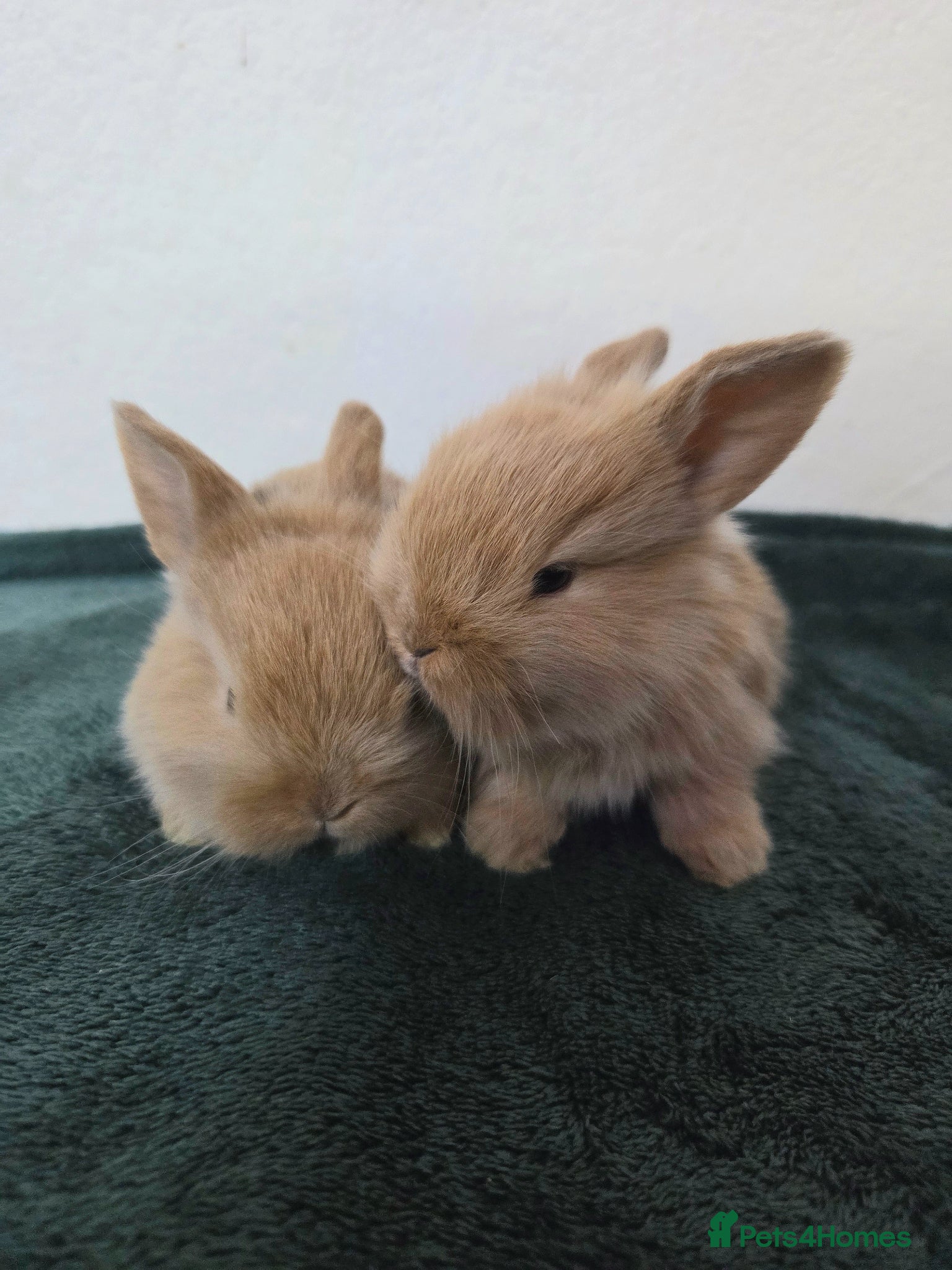 Mixed Breed rabbits Litter of Lion-Lops - born 09.05.26 - Advert 2