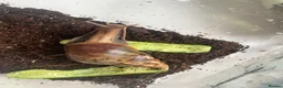 Snails invertebrates for sale: Giant African Land Snails x 2 - Advert 3