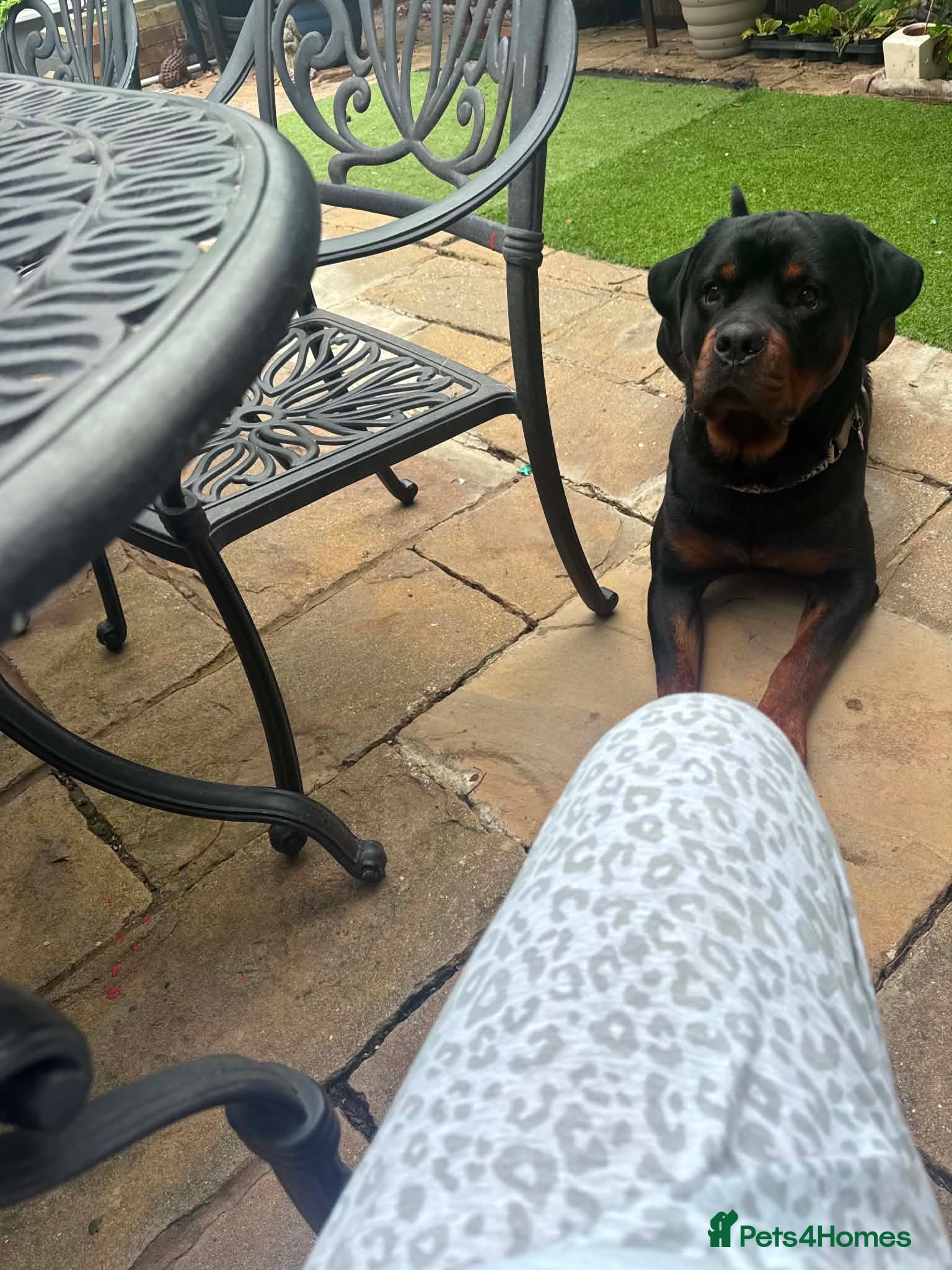 Rottweiler dogs 18 month old male Rottweiler  - Advert 6