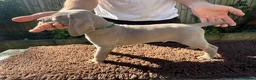 Weimaraner dogs for sale: Litter of KC registered working weimaraner puppies - Advert 4