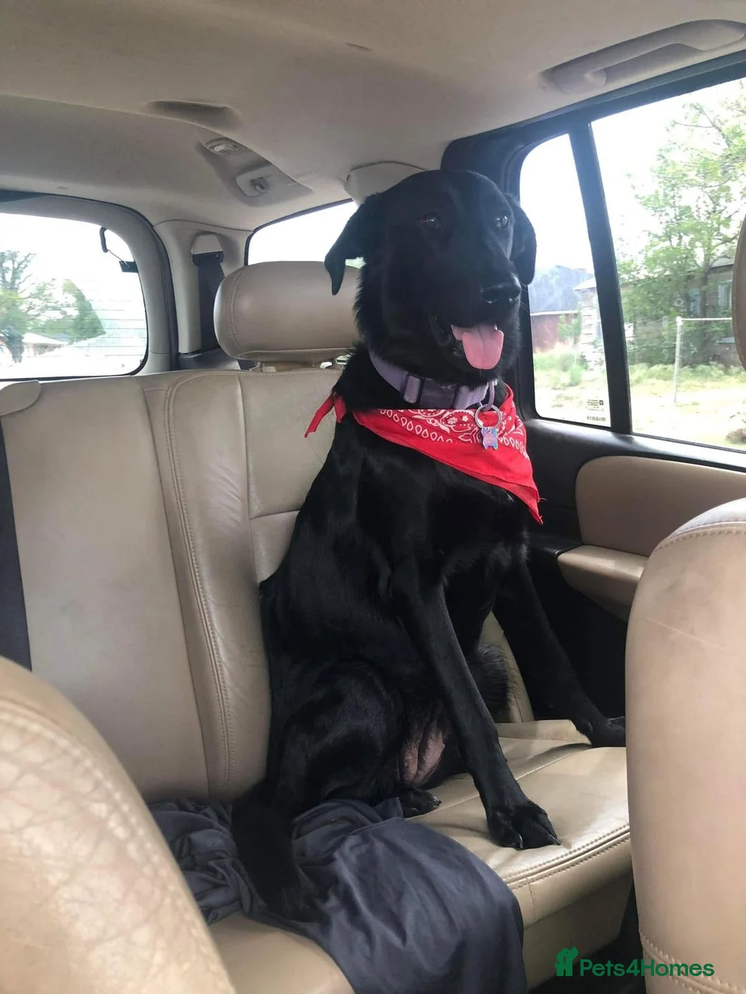Mixed Breed dogs for sale: Golden Retriever/German Shepherds in London - Advert 4