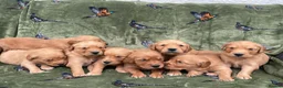 Golden Retriever dogs for sale: DARK RED KC REG GOLDEN PUPPIES HEALTH TESTED CLEAR - Advert 10