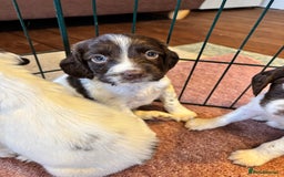 English Springer Spaniel dogs for sale: Beautiful Springer spaniel puppies  - Image 4