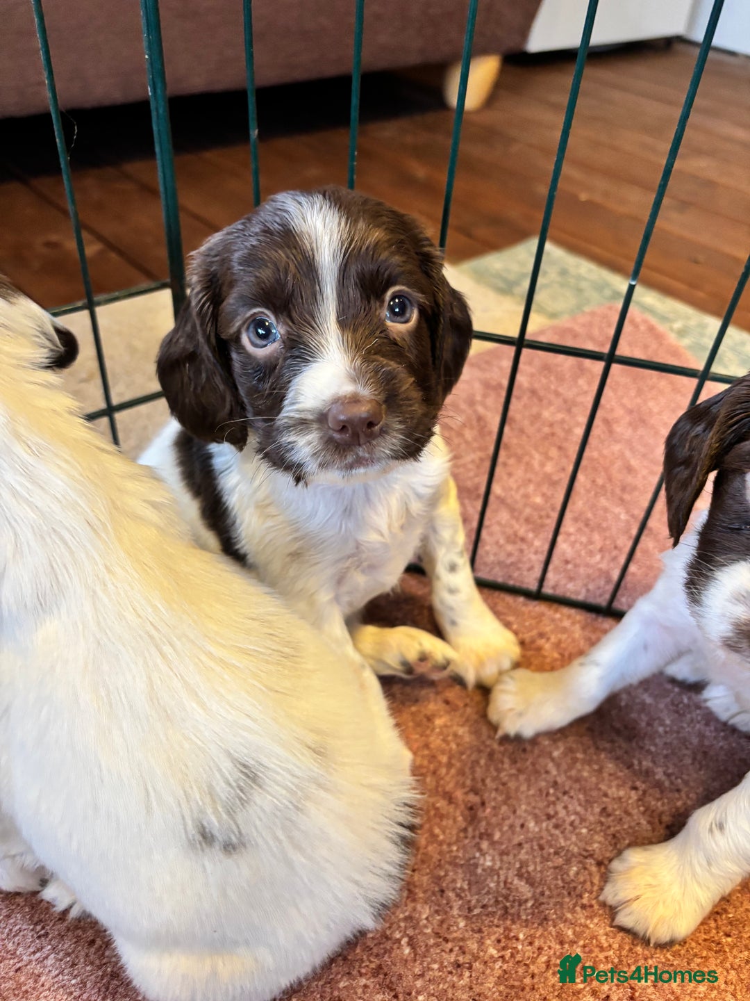 English Springer Spaniel dogs for sale: Beautiful Springer spaniel puppies  - Image 4