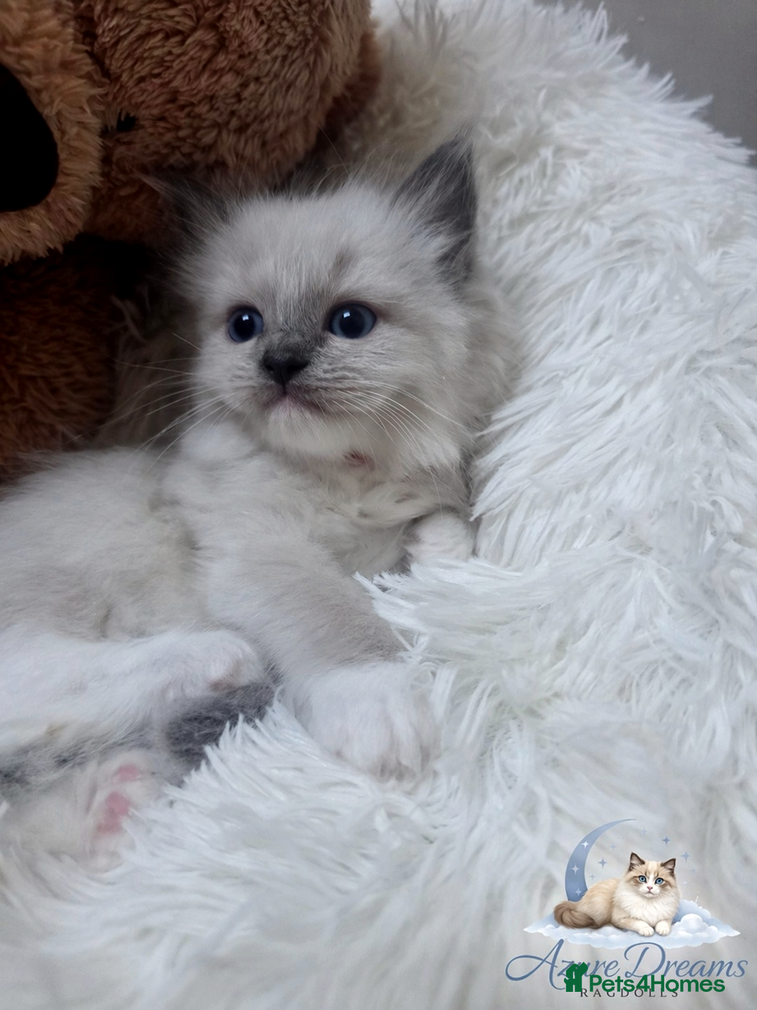 Ragdoll cats GCCF registered Ragdoll kittens  - Advert 2