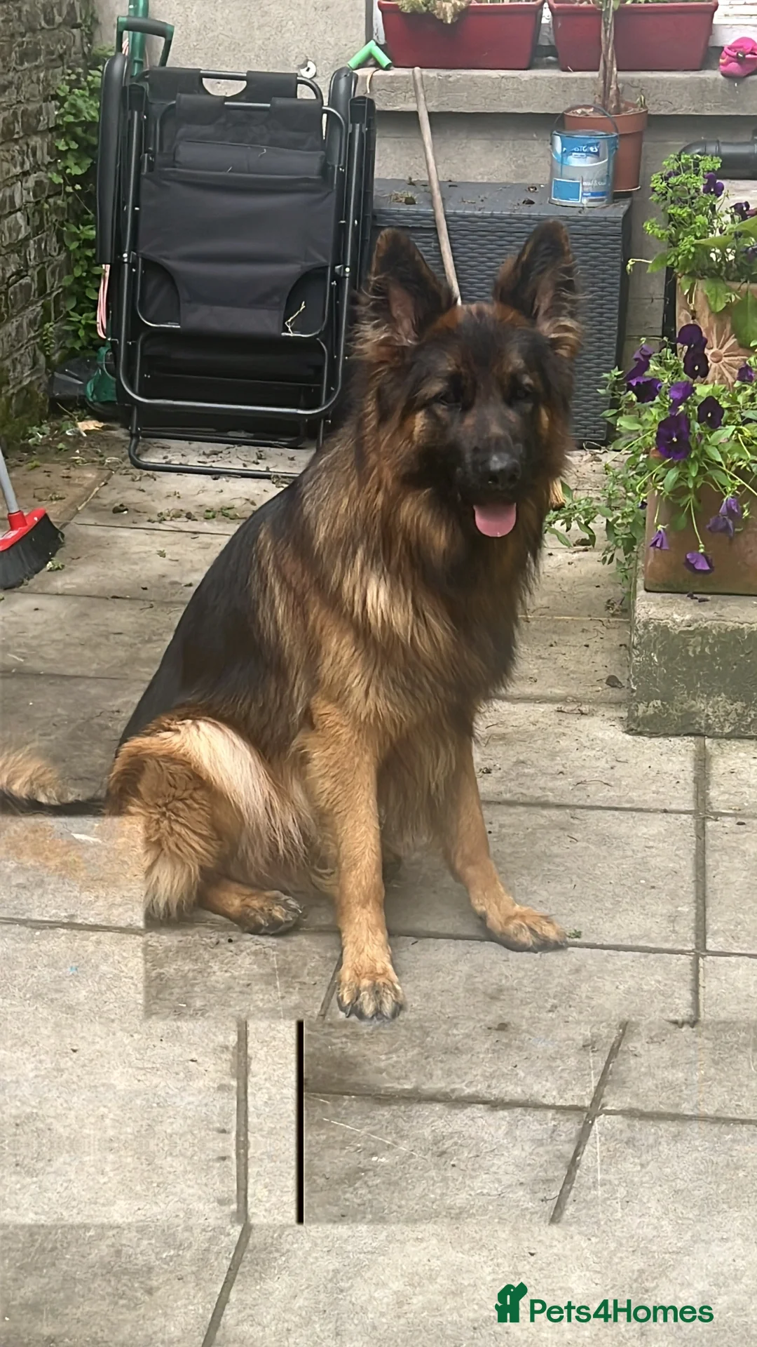 German Shepherd dogs for stud: German shepard for stud in Eastbourne - Advert 7