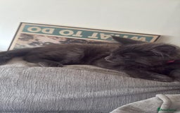 Maine Coon cats for sale: Blue smoke female Maine coon for sale  - Image 6