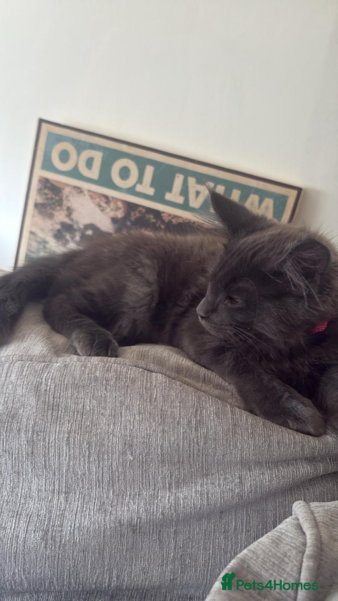 Maine Coon cats for sale: Blue smoke female Maine coon for sale  - Image 6
