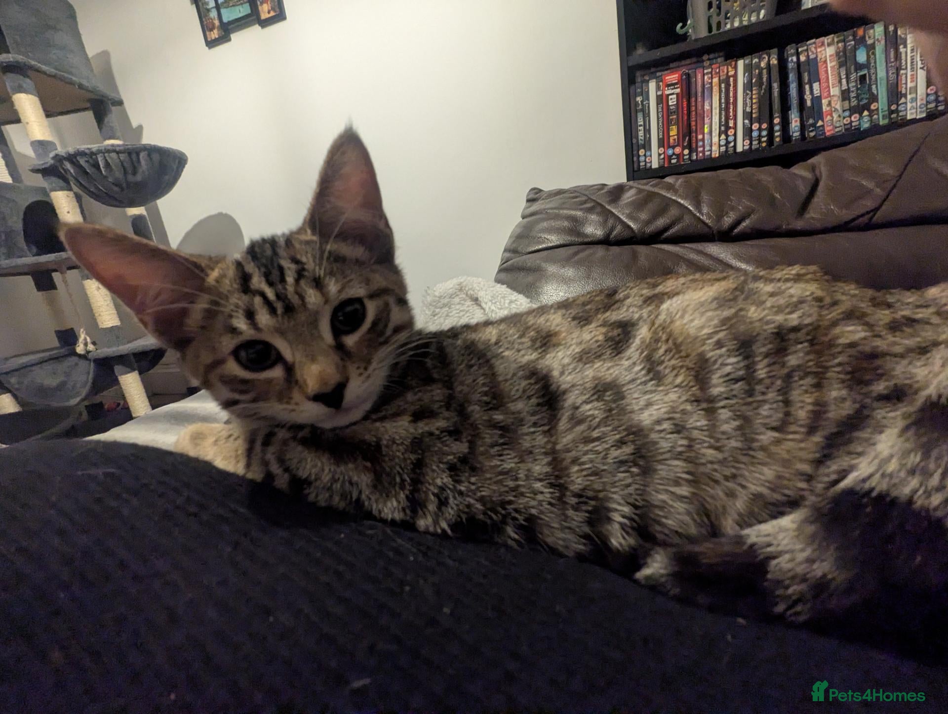 Mixed Breed cats for sale: 😻😻 Beautiful Bengal Cross Kittens For Sale 😻😻 - Advert 8
